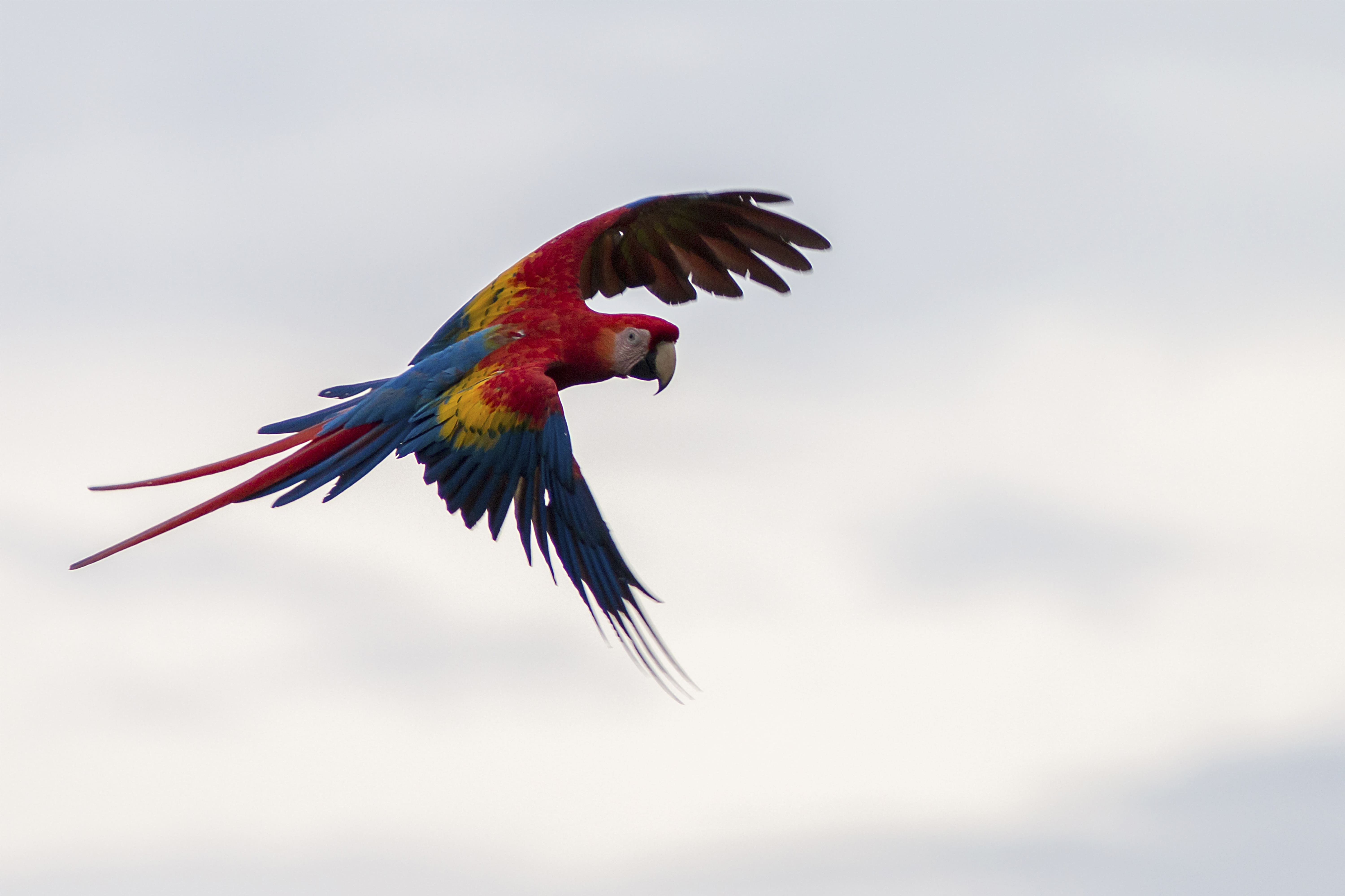 Photo from 8-Day Intensive Birding Exploration of Costa Rica safari tour
